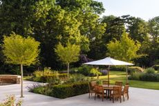 Ginkgo trees on a corner of the terrace. The Mill Bourne separates the woodland backdrop from the terrace and garden. The garden at Emmetts Mill, Chobham, Surrey. Photo credit: Eva Nemeth.