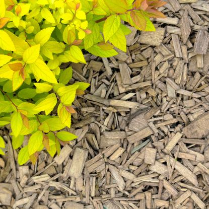 Wood mulch chips around spirea plant