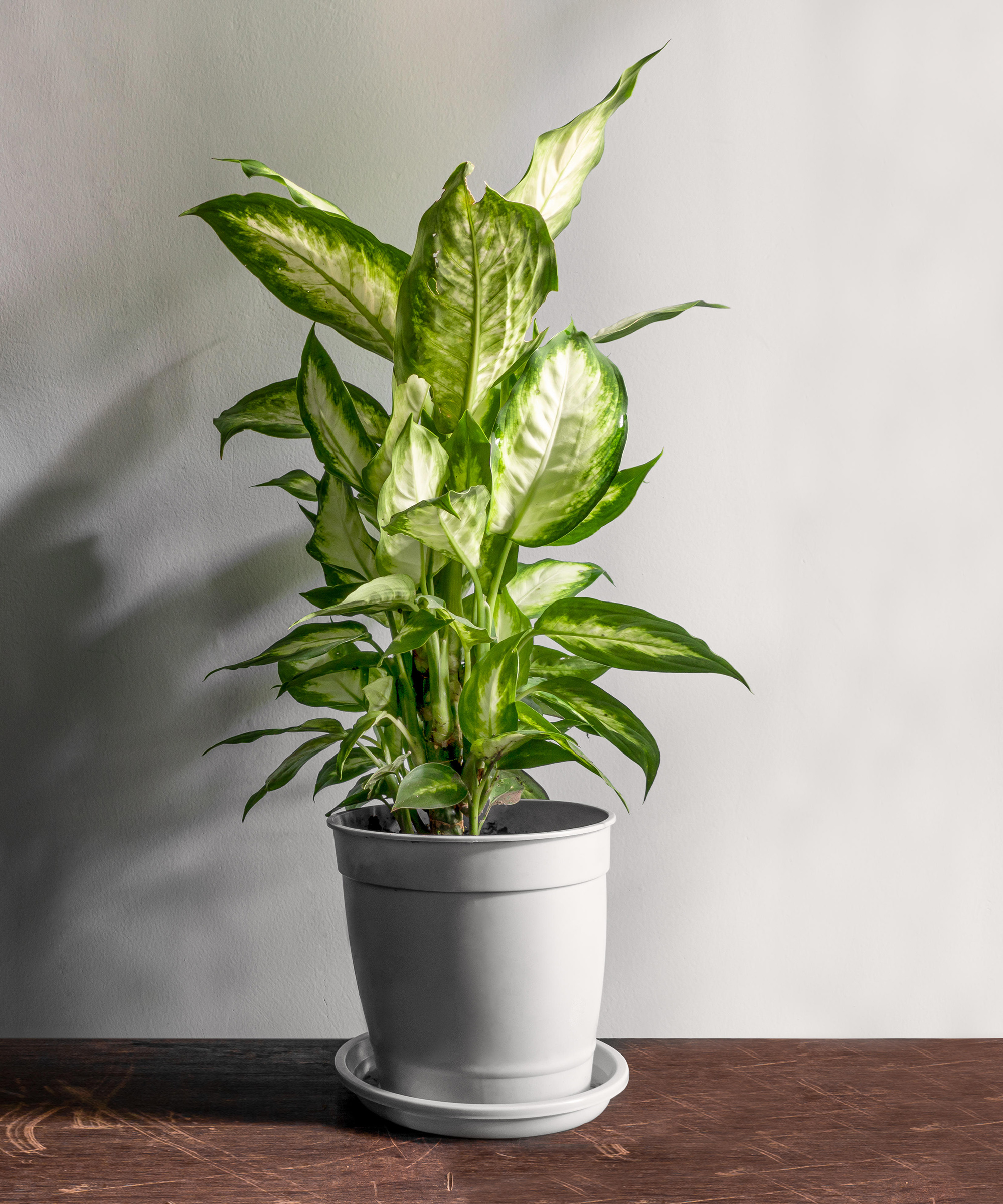 Dumb cane 'Camille' (Dieffenbachia 'Camille')