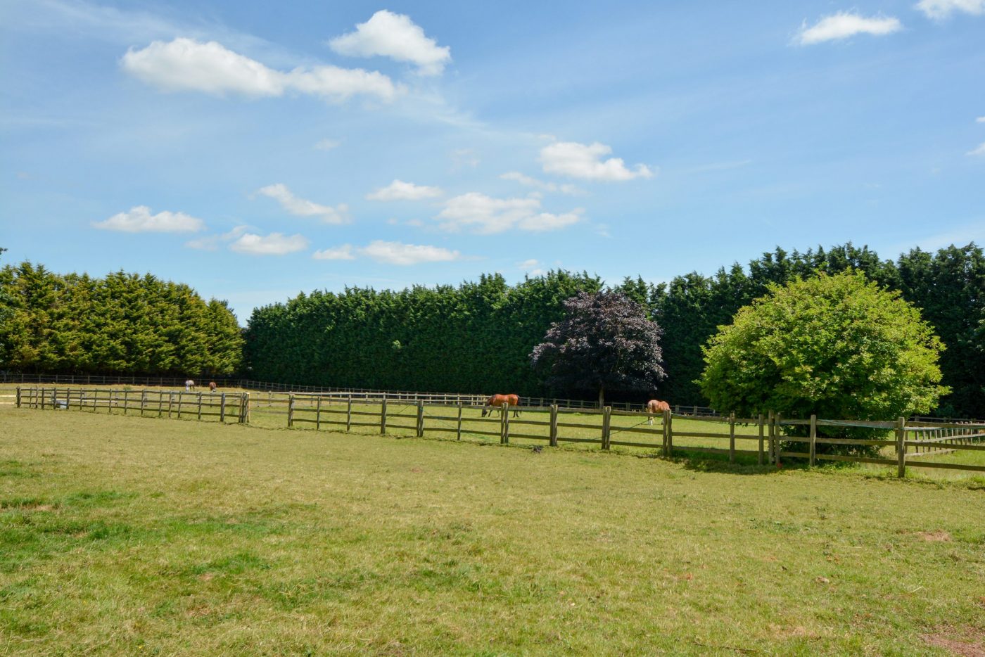 Popes-Hall-paddocks3-scaled-e1603118167133.jpg