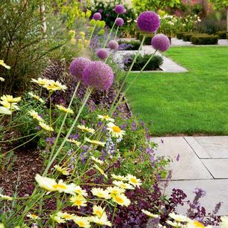 purplw and yellow flowers plant in garden