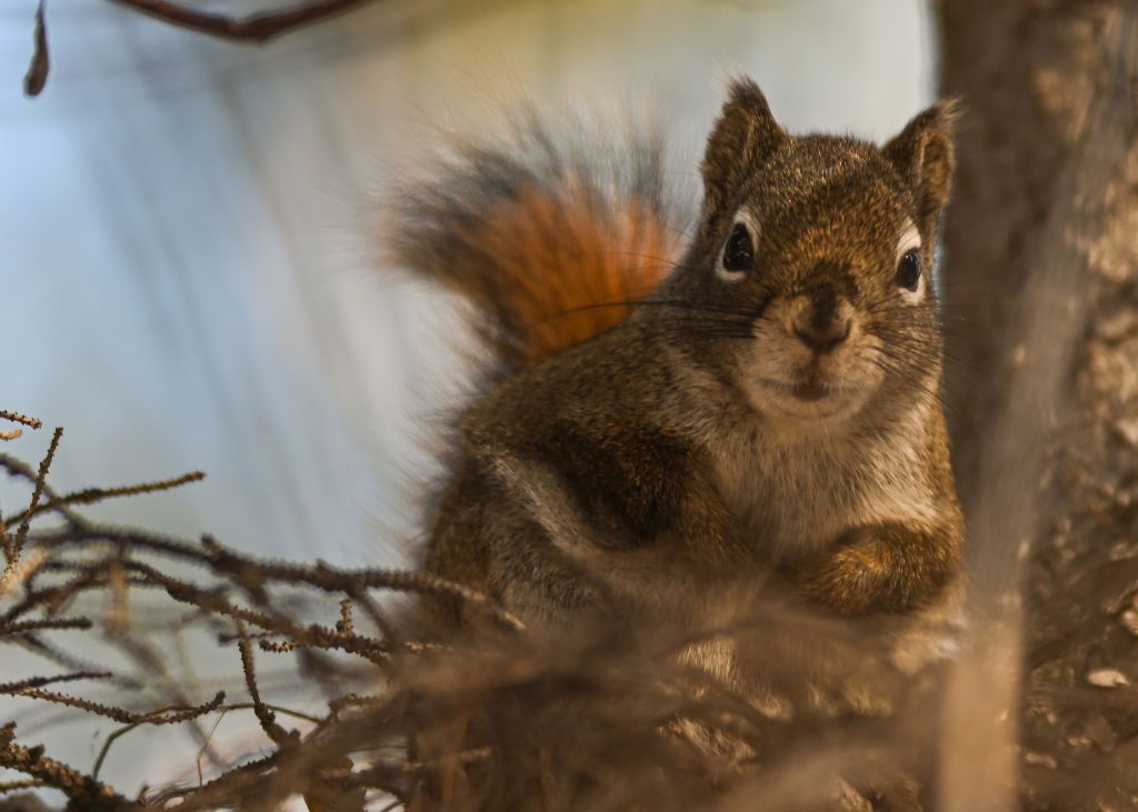 The Scurry is a spoof horror movie and about killer Squirrels.