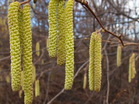 Hazelnut blossoms hanging off a branch