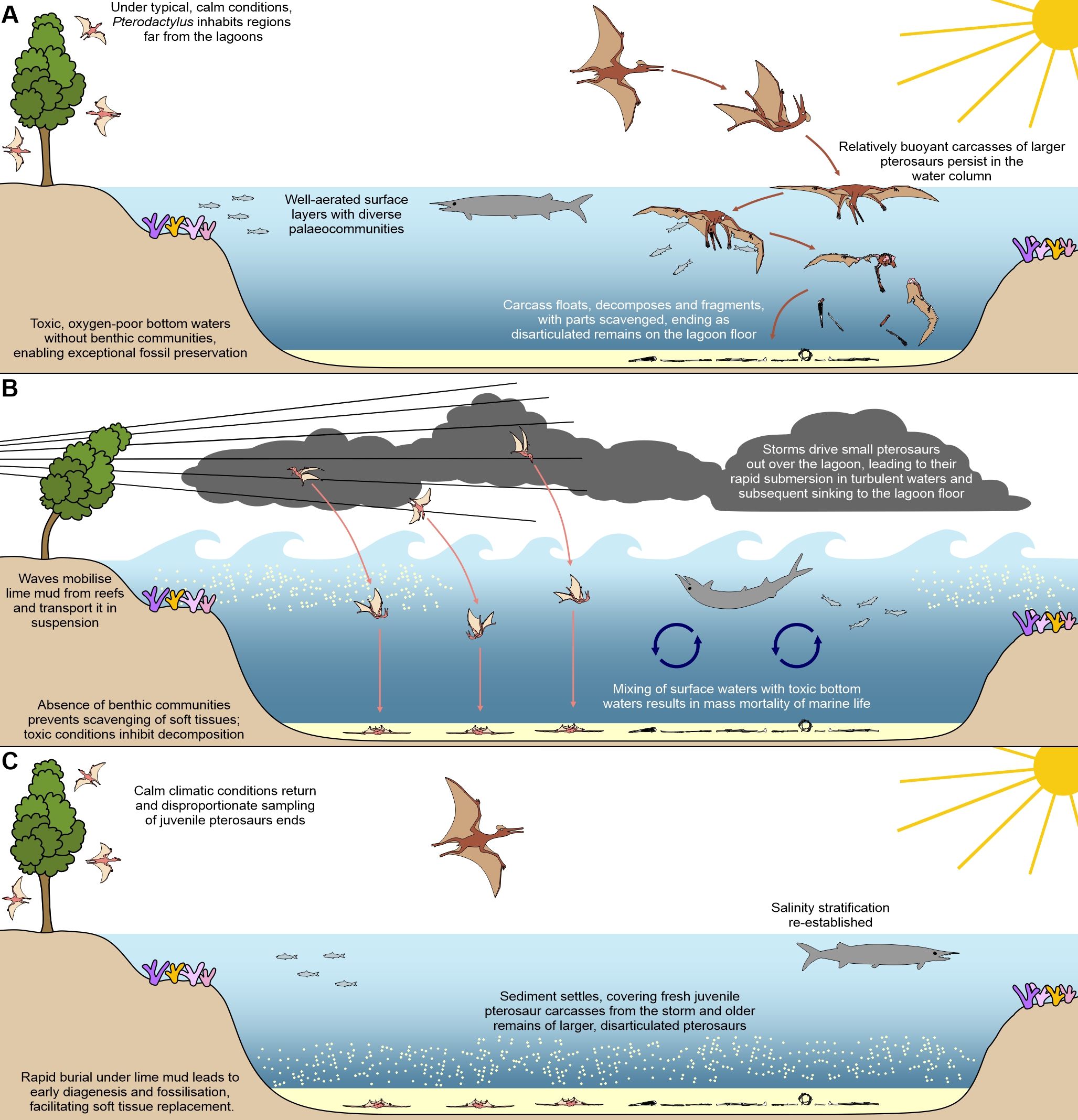 A diagram that illustrates how storms led to the remarkable preservation of young pterosaur fossils.