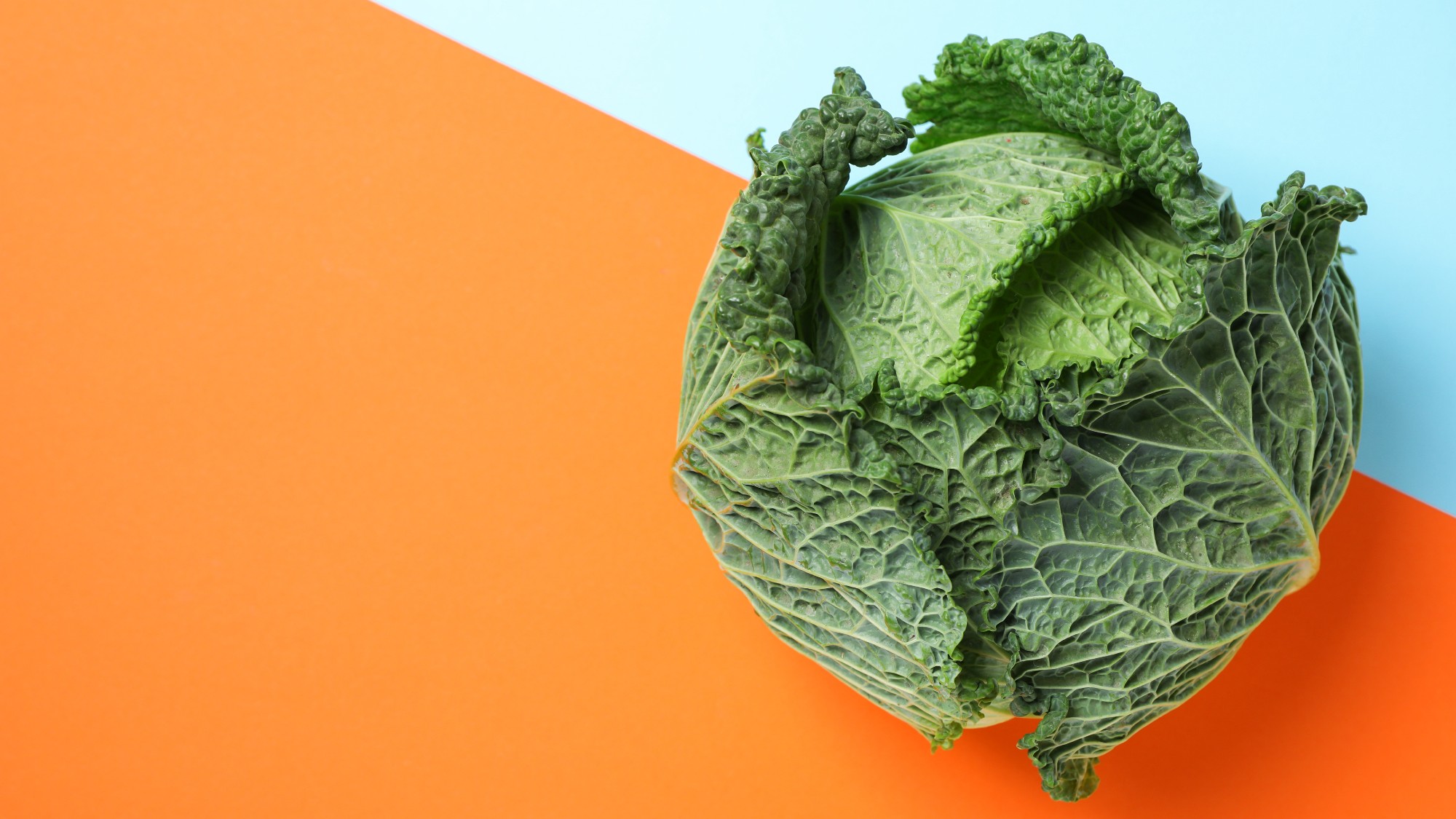 overhead shot of a head of Savoy cabbage. it sits on a two-colored background