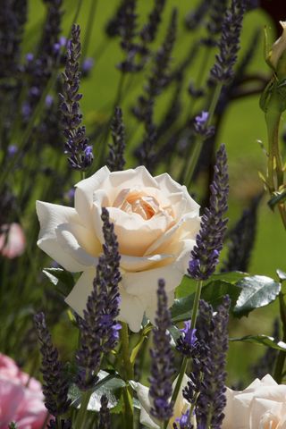 Flowers in a summer garden, including roses and lavender