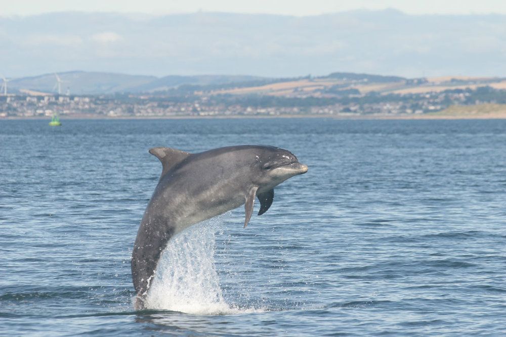 bottlenose dolphin jumping