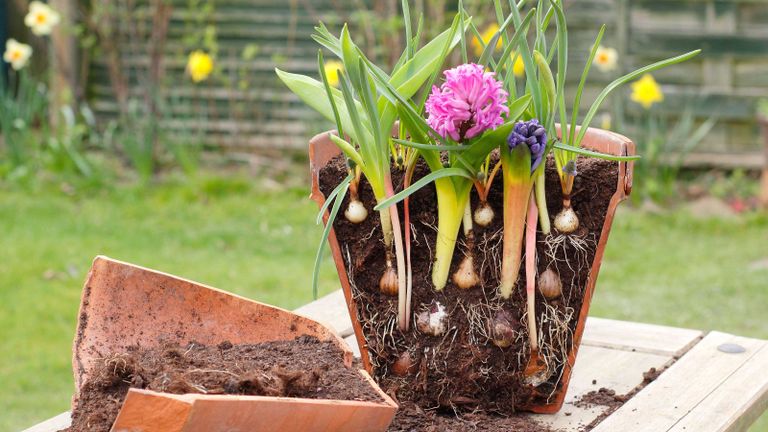 how to plant a bulb lasagne