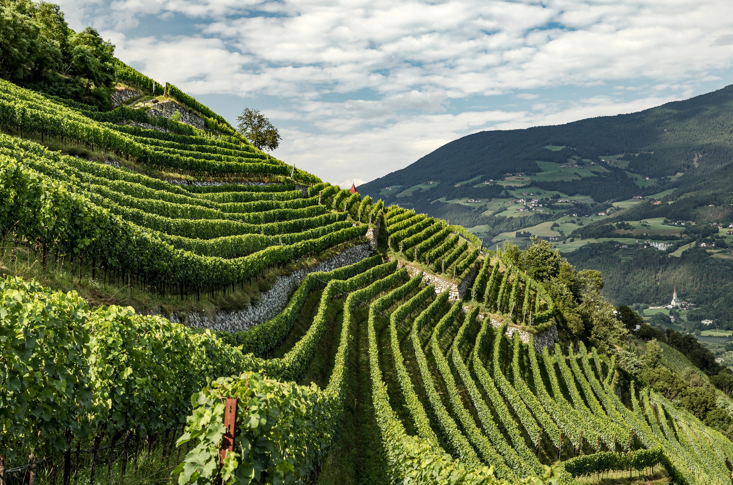 Very steep terraces vines.