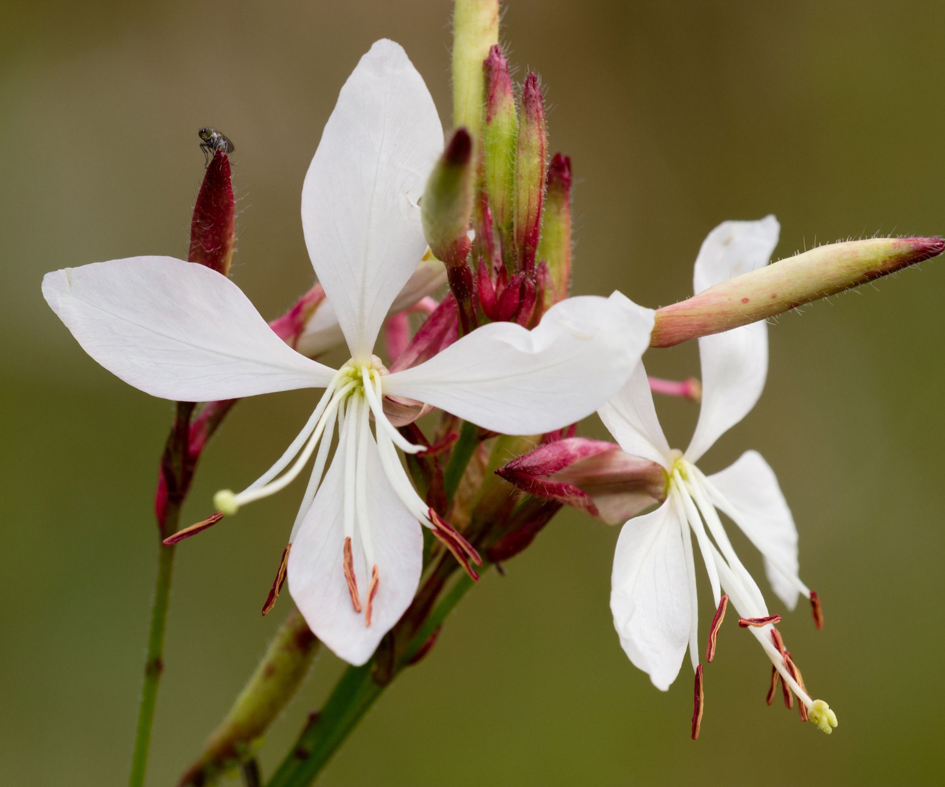 Gaura lindheimeri 'The Bride'