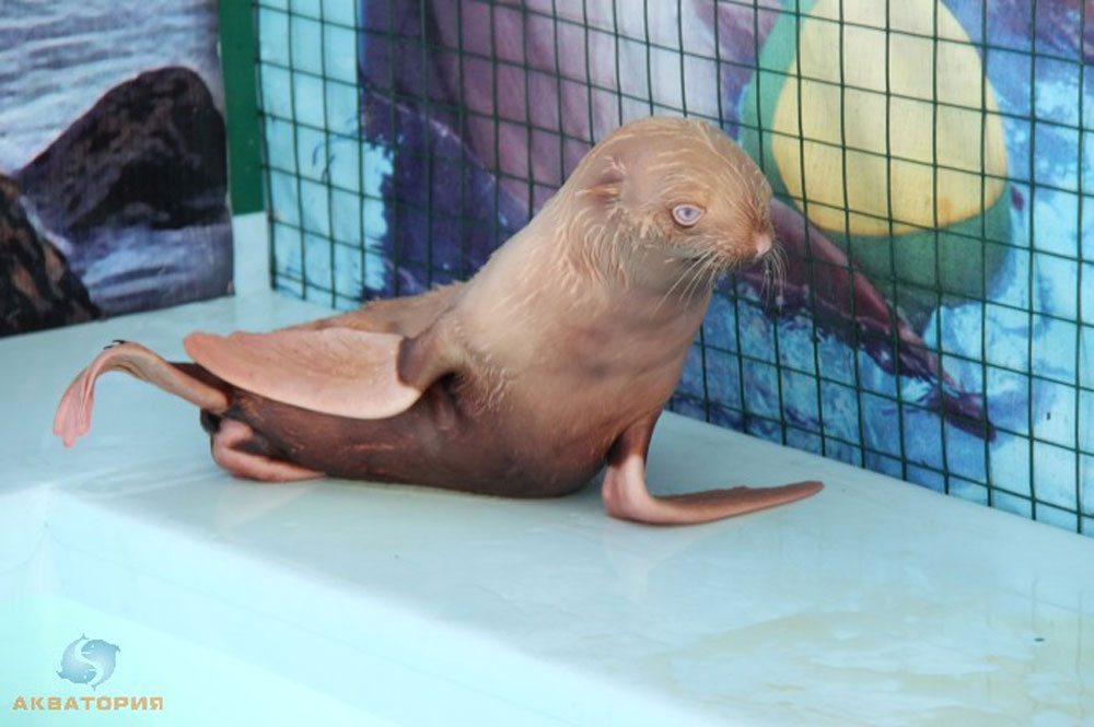 Nafanya the albino seal