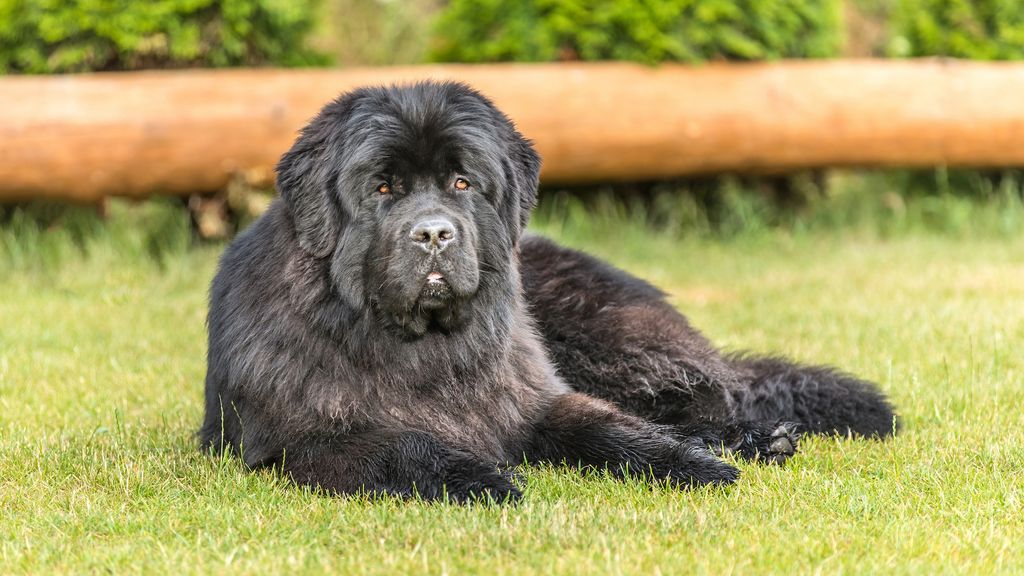 32 dog breeds that are all about taking it easy. | PetsRadar