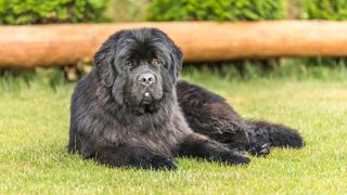 Newfoundland dog lying in garden