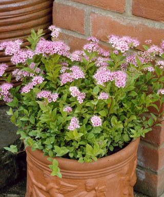 Pink-flowered Spiraea 'Little Princess' growing and flowering in a container
