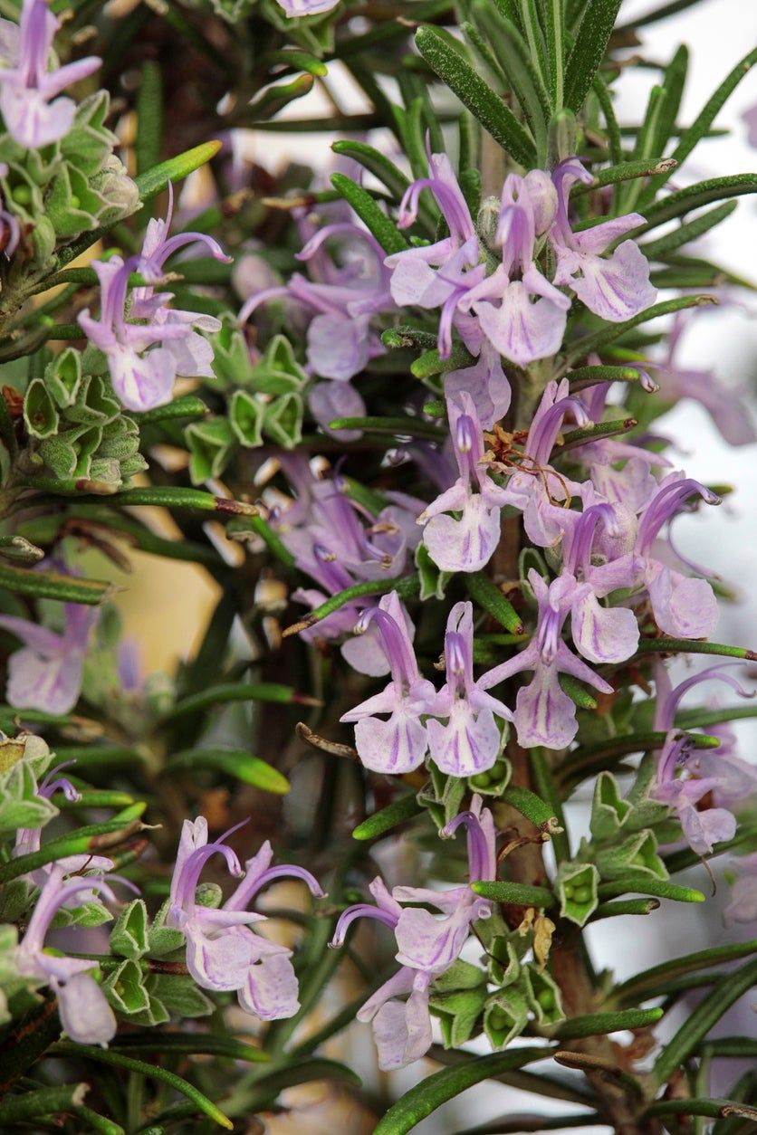 pink rosemary