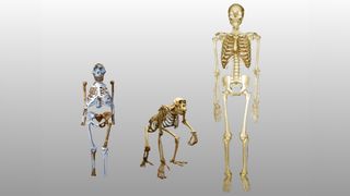 An illustration comparing the skeletons of Lucy, a modern human, and a chimpanzee