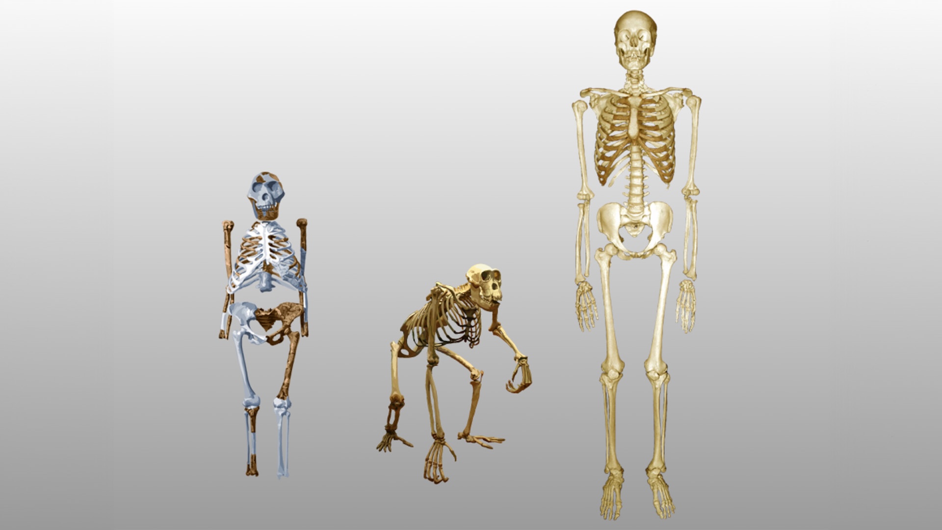 An illustration comparing the skeletons of Lucy, a modern human, and a chimpanzee