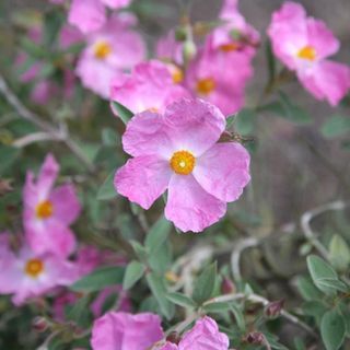 Cistus x argenteus 'Silver Pink'