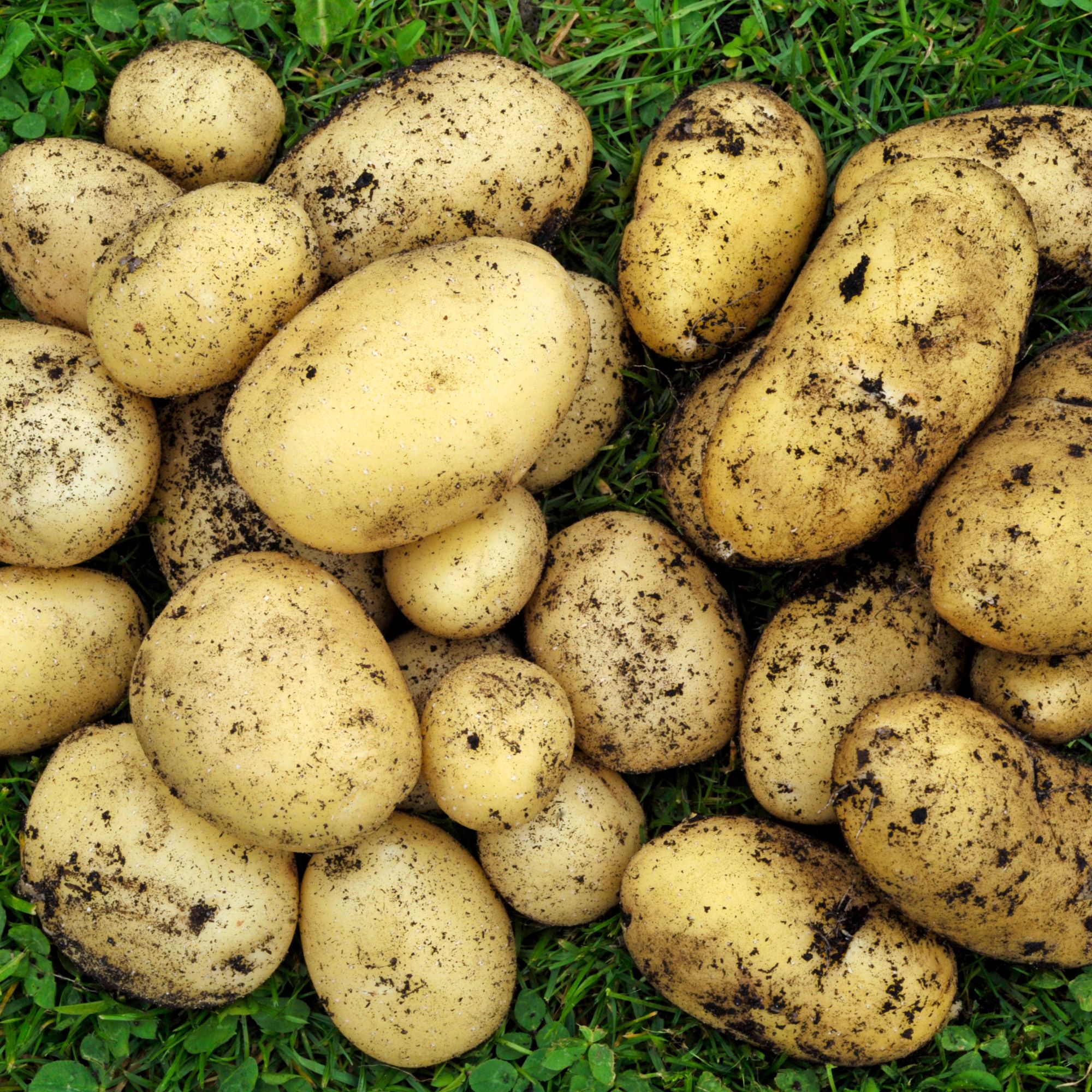 Freshly harvested Swift and Charlotte potatoes on lawn in garden