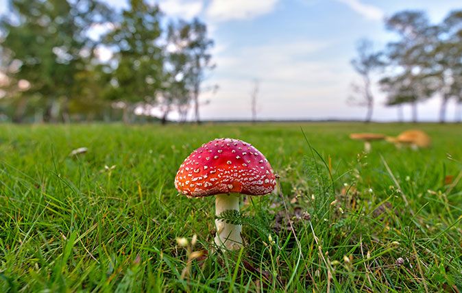 Mushroom - Amanita muscaria