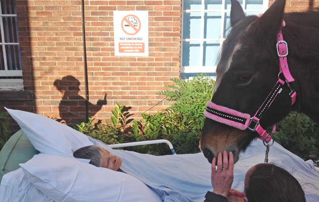 Horse Patient Daughter