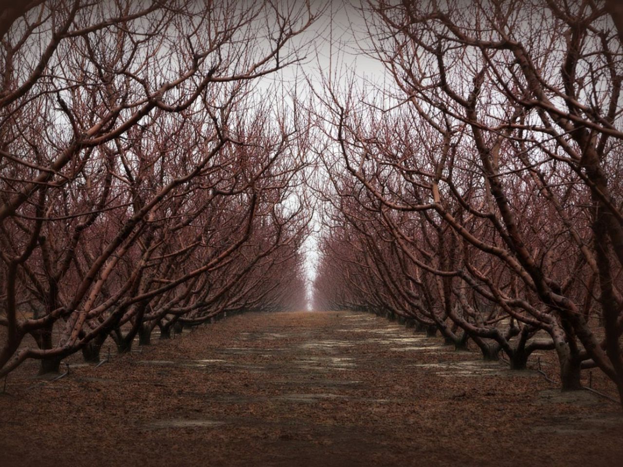 An Orchard Of Dormant Peach Trees