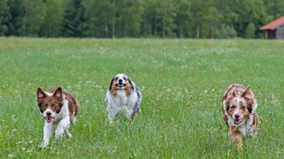 Border collie and Australian shepherd running in the grass