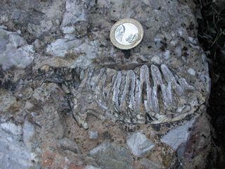 Fossilized teeth (shown here in the sediment) suggest the dwarf mammoth browsed on shrubs as opposed to grass like woolly mammoths.