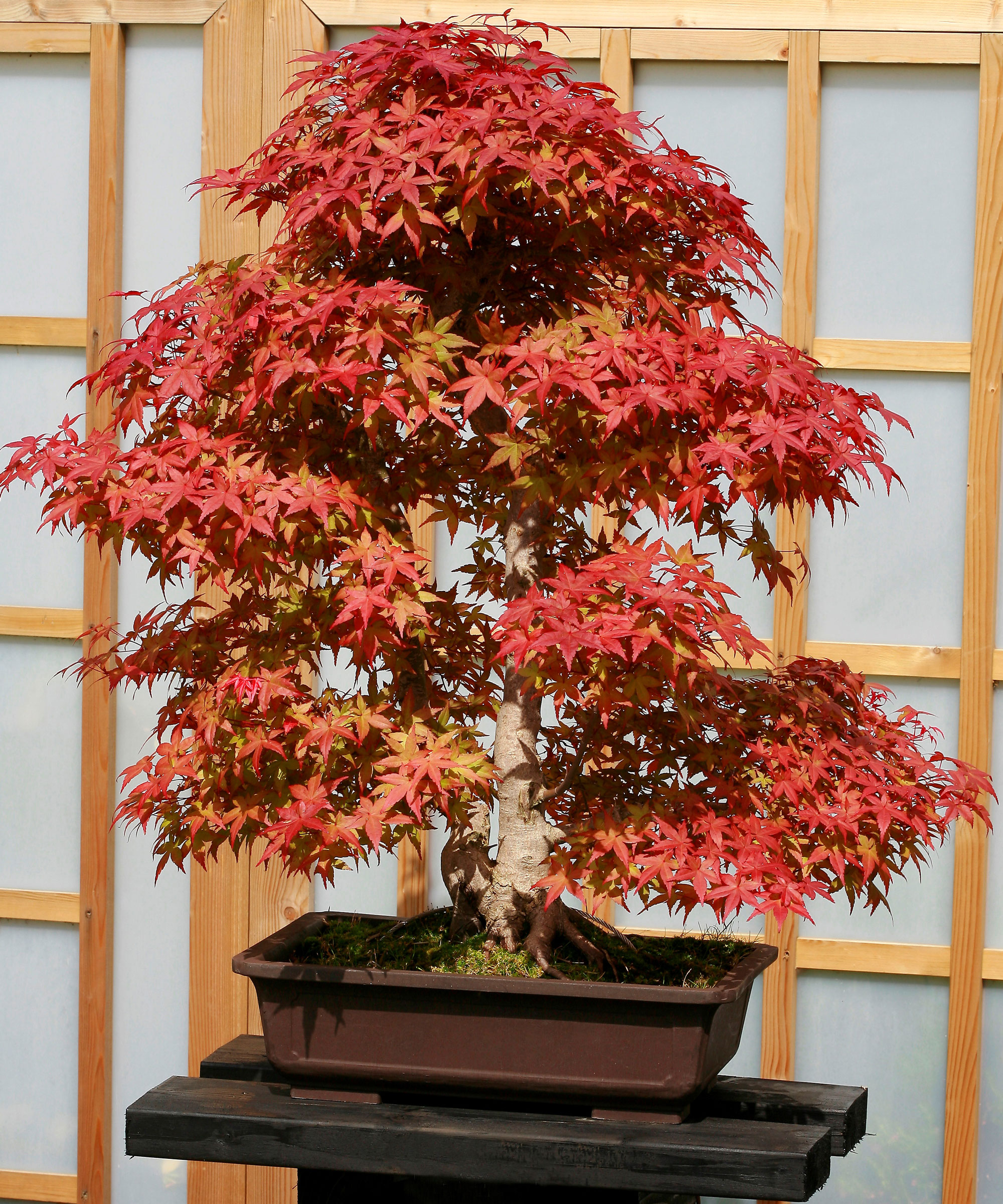 Japanese maple bonsai in a container with bright red leaves.