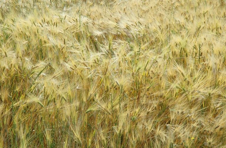 Winter Rye Growing When Should I Plant Winter Rye Grass - How To Grow Winter Rye Cover ...