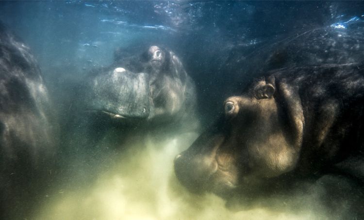 European Wildlife Photographer of the Year 2022 winner announced ...