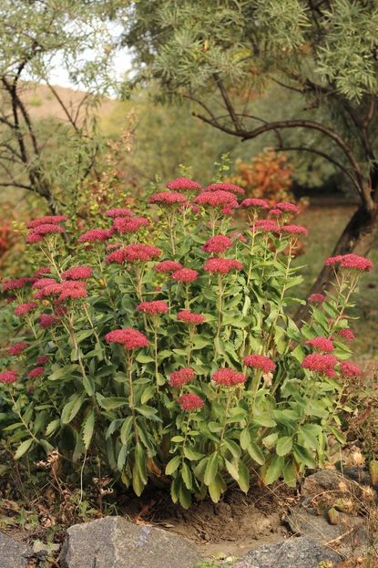 Autumn Joy Sedum Plant