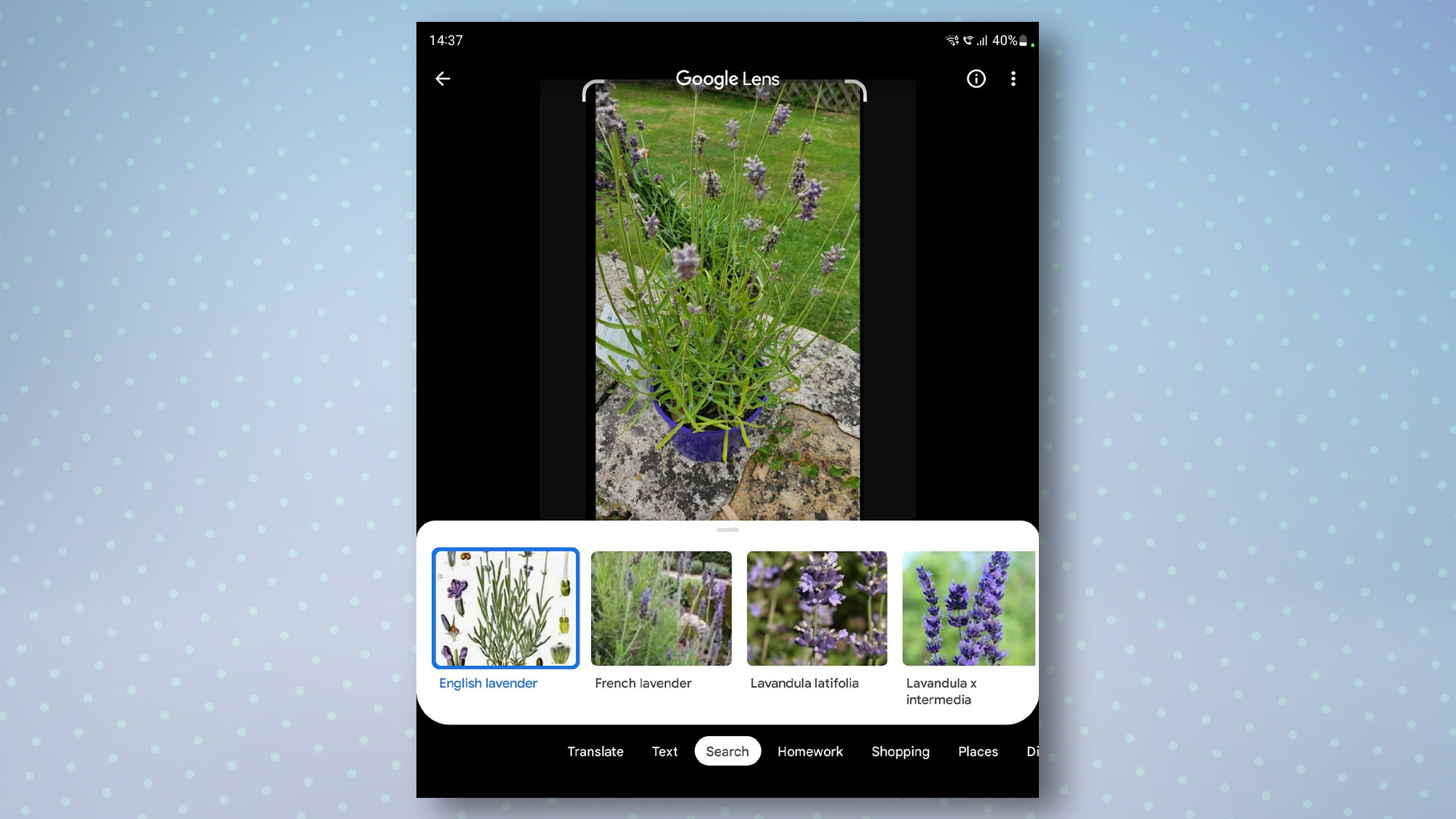 Google app with lavender plant in frame