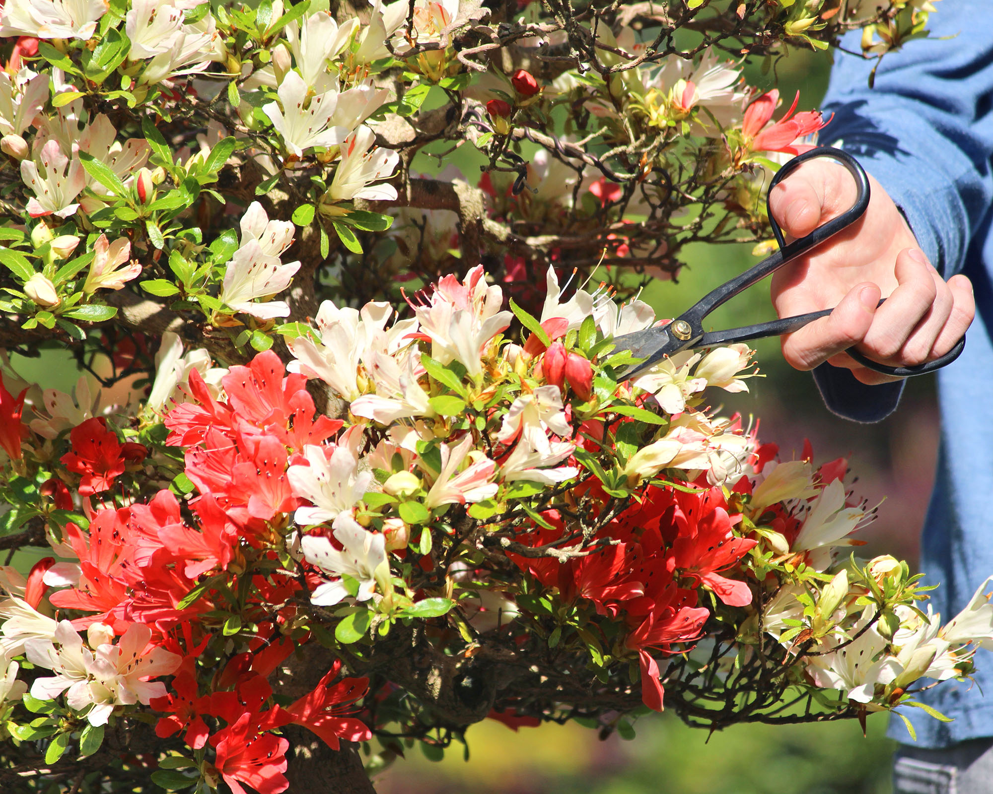 A beautiful satsuki azalea bonsai tree is pruned with long-handled scissors