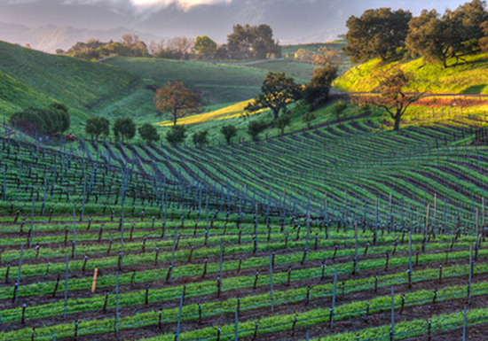 California, Windmill Ranch Vineyard