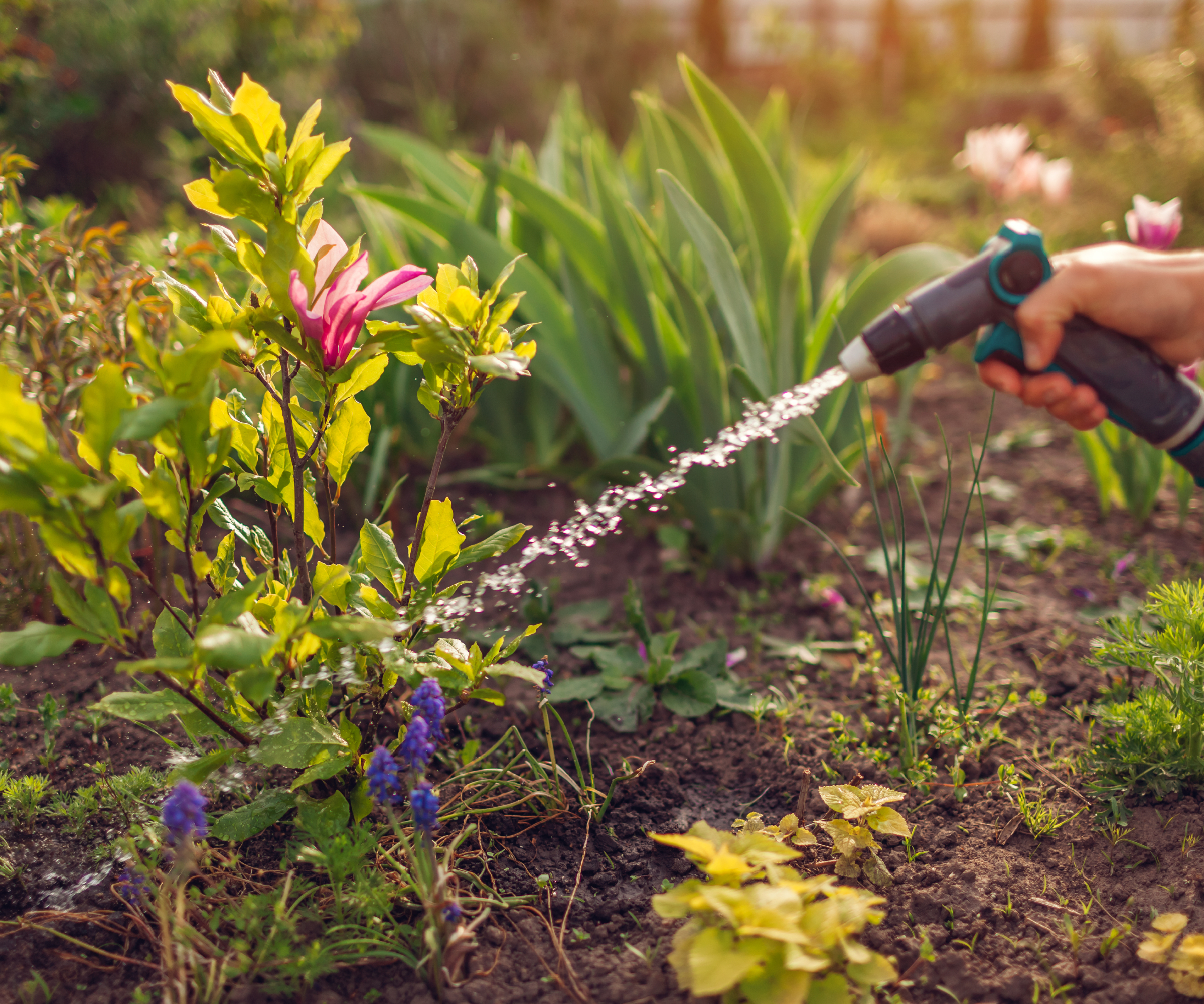 A hand watering a magnolia sapling with a hose