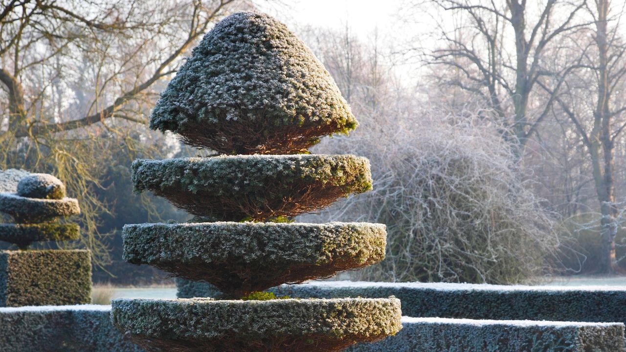 Frosted box hedging topiary in winter garden