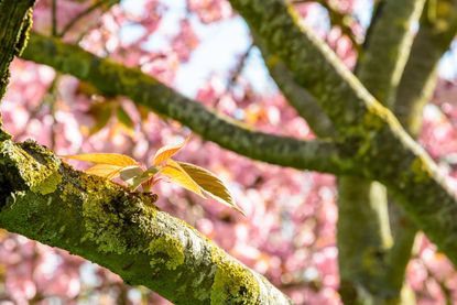 Moss Growing On A Fruit Tree