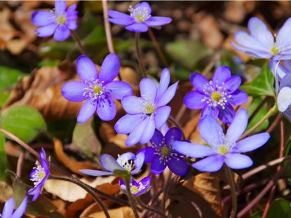 Purple Hepatica Wildflowers