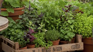 how to grow basil, in tray with other herbs