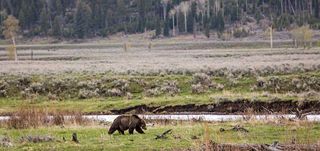 A grizzly bear walks through Lamar Valley in Yellowstone National Park.