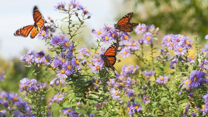 Three monarch butterflies on aster flowers