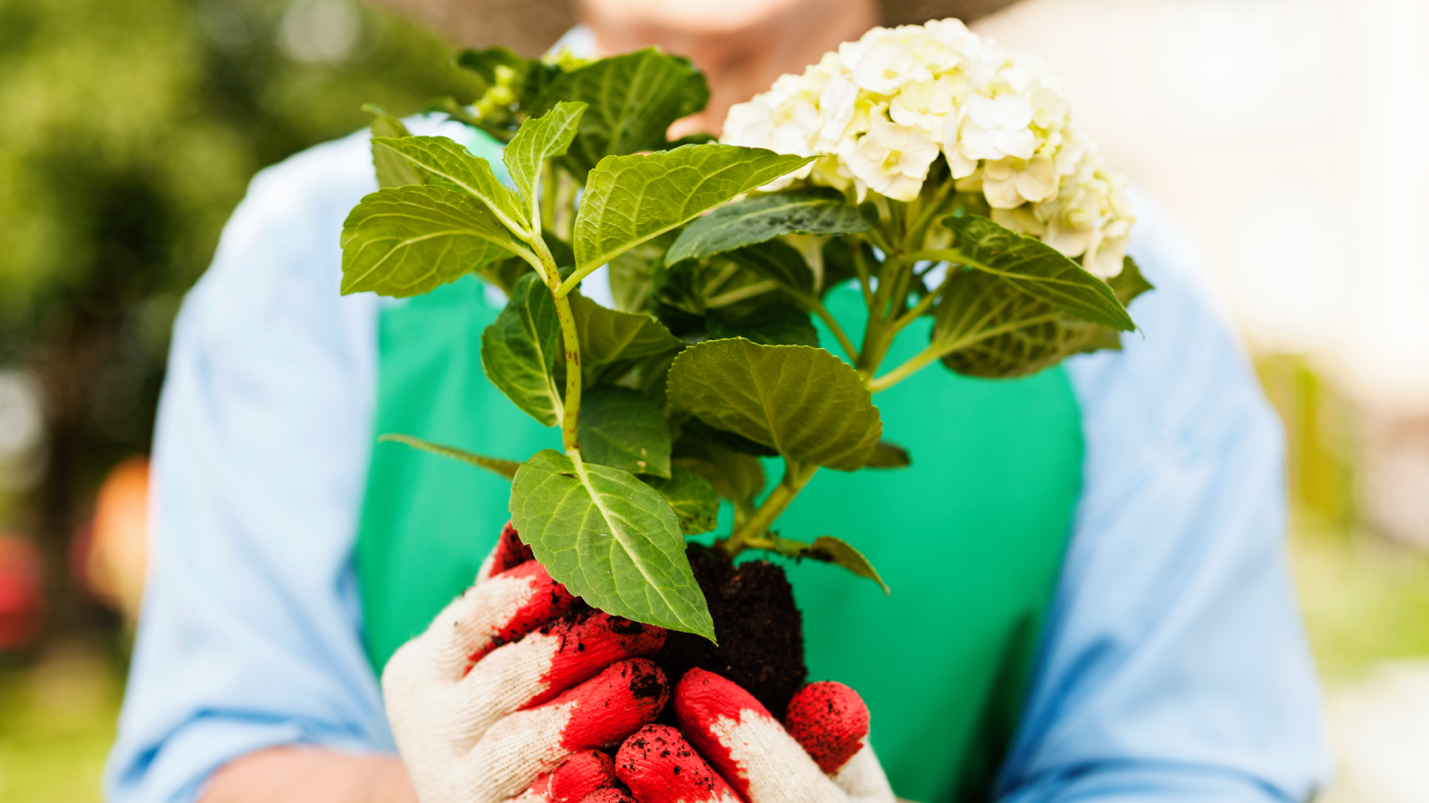 Woman holding hydrangea for transplanting