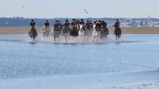 Pictured: Soldiers and horses from the Household Cavalry Mounted Regiment at Hayling Island beach on Friday 3 July 2026. The Household Cavalry Mounted Regiment swap the streets of London for the shores of Hampshire. As part of their three-week Summer Camp, The Life Guards and Blues and Royals deployed their Military Working Horses to Hayling Island Beach for a day of equine training with a difference. After welcoming four world leaders to Windsor, protecting The King at the State Opening of Parliament, and a spectacular King's Birthday Parade, a day in the sea felt very well-deserved. These horses face the noise and chaos of London every single day &mdash; sirens, crowds, and all the unexpected delights of city life, so building their confidence through exposure to new environments is essential. The beach &mdash; with its shifting sands, crashing waves, screeching gulls, and overexcited children &mdash; is the perfect testing ground. For the youngest horses, it was their very first encounter with the sea. Watching