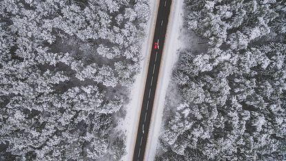 Road in the forest