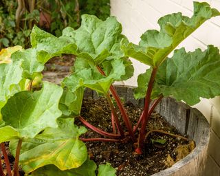 Rhubarb growing in large container