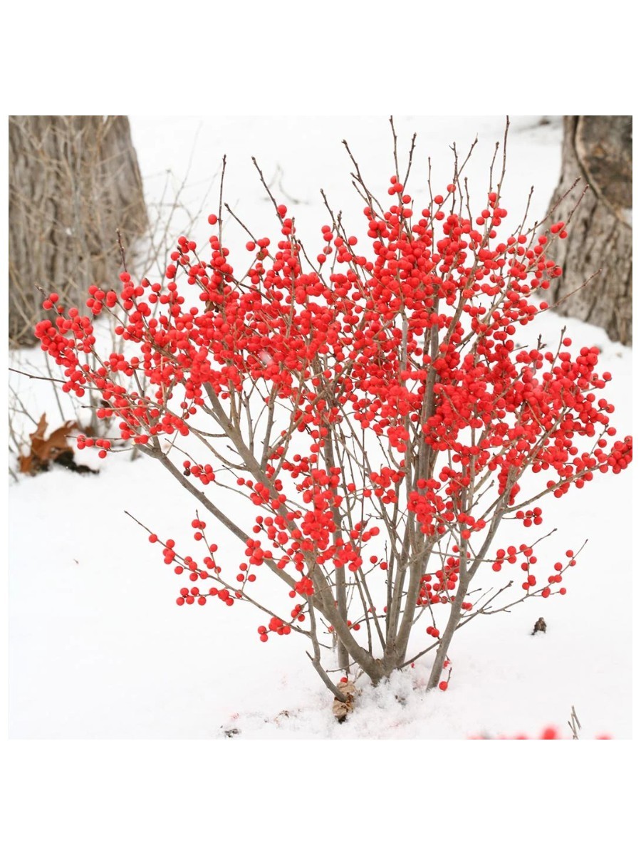Fast-Growing-Trees.com, Proven Winners&amp;reg; Berry Poppins&amp;reg; Holly Shrub