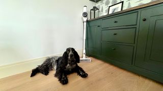 Dog in reviewer's home, sat in front of Tineco Pure One X Pet vacuum cleaner