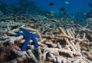 Ruined Great Barrier Reef