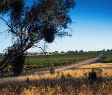Penfolds_Kalimna_Vineyard_Barossa.